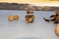 Xerocomus_parasiticus-sur-Scleroderma_citrinum