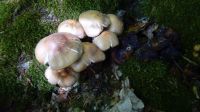 Collybia_fusipes