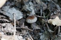 Pluteus_murinus