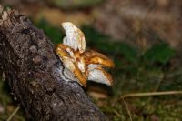 Polyporus_forquignonii_IMG_7031