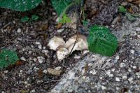 Psathyrella_candolleana_IMG_7027