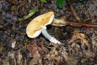 Amanita_fulva_6964