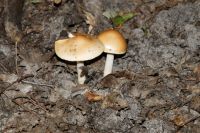 Amanita_fulva_6966