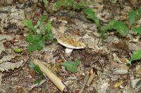 Amanita_rubescens_6982