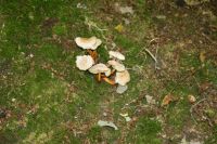 Collybia_fusipes_6987