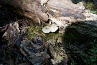 Lentinus_tigrinus_6984