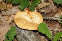 Polyporus_lentus_6975