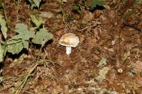 Russula_vesca_6968