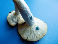 Russula_vesca