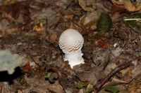 Amanita_spissa-7093