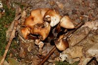 Collybia_fusipes-7039