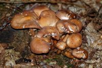 Collybia_fusipes-7059