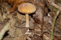 Gymnopilus_penetrans-7066
