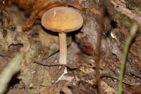 Gymnopilus_penetrans-7066