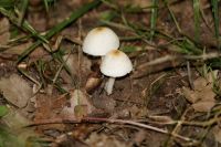 Psathyrella_candolleana-7080