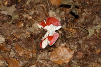 Russula_lepida-7101