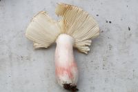 Russula_lepida-7117