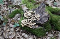 Trametes-versicolores_7036