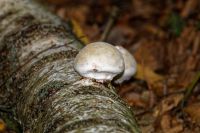 Piptoporus_betulinus_IMG_7219_DxOweb