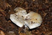 Russula_chloroides_IMG_7222_DxOweb