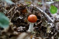 Amanita_muscariaIMG_8535_DxO_DxOweb