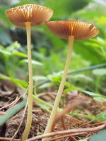 Entoloma_incanum1_DxOweb