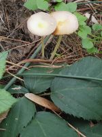 Entoloma_incanum2_DxOweb