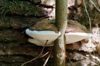 Ganoderma_adspersum_IMG_2855_DxO_DxOweb