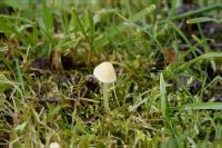 Mycena_leptophilla-1_DxOweb