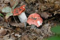 Russula_emetica-IMG_8393_DxO_DxOweb