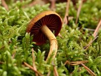 _Cortinarius_semisanguineus_1_DxOweb