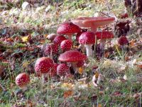 amanita_muscaria_groupe_morvan(JTH)_DxOweb