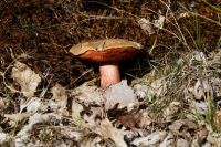 boletus_erythropus-IMG_8358_DxO_DxOweb