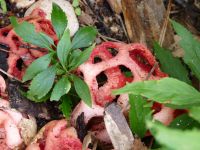 clathrus_ruber_P1110056B_DxOweb