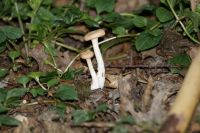 clitocybe_gibba_IMG_8374_DxO_DxOweb