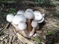 leuco_agaricus_bresadolae2(JTH)_DxOweb