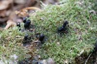 xylaria_polymorpha_IMG_8538_DxO_DxOweb