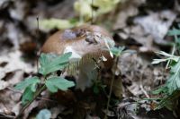 IMG_7693_Russula_melliolens