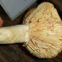 Lactarius_fuliginosus_133131_DxOweb