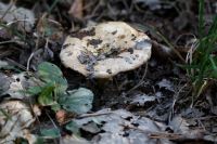 Lactarius_zonarius_IMG_8391_DxOweb
