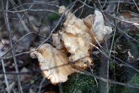 Laetiporus_sulphureus_IMG_8405_DxOweb