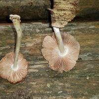 Pluteus_petasatus_132533_DxOweb