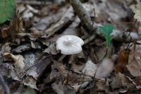 Pluteus_petasatus_IMG_8398_DxOweb