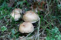 Psathyrella_lacrymabunda_IMG_8412_DxOweb