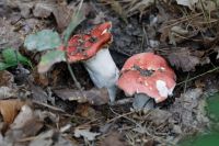 Russula_emetica_IMG_8396_DxOweb