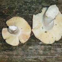 Russula_melliolens_emetica_132930_DxOweb