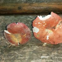 Russula_melliolens_emetica_132938_DxOweb