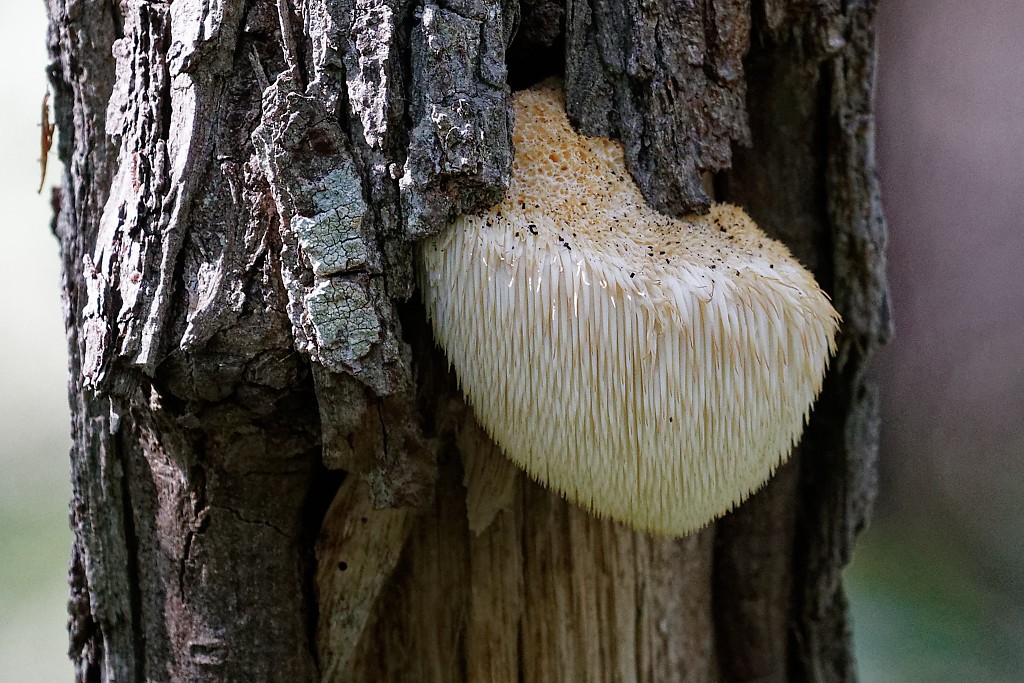 Hericium erinaceus