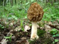 MORCHELLA_ROTUNDA_1