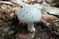 AMANITA_STROBILIFORMIS_1